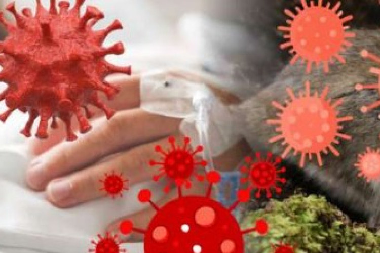 Hantavirus Mengancam Indonesia! Mengenal Bahaya Seoul Virus dan Cara Memutus Rantainya