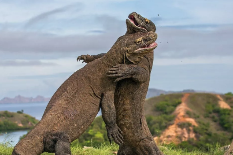 Resmi Ditangkap! Polda Jatim Sukses Ringkus Tersangka Pencurian Komodo dari Manggarai Barat ke Surabaya