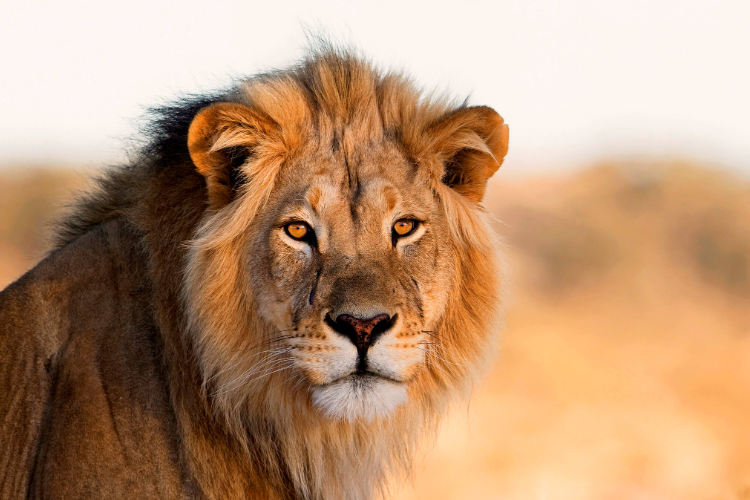 Arti Rising Lion, Bukan Istilah Biasa Ternyata Ada Kaitannya dengan Perang Timur Tengah, Digunakan Israel untuk Lancarkan Operasi