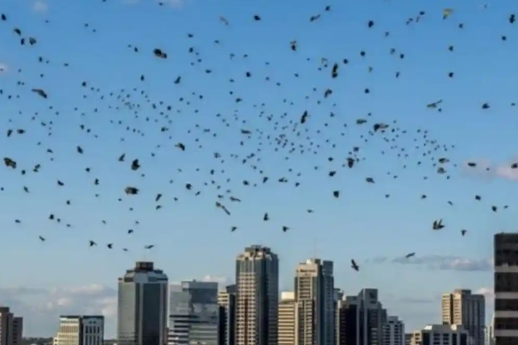 Geger! Ribuan Burung Gagak Hitam Terbang di Langit Tel Aviv: Fenomena Alam atau Pertanda Sang Illahi?