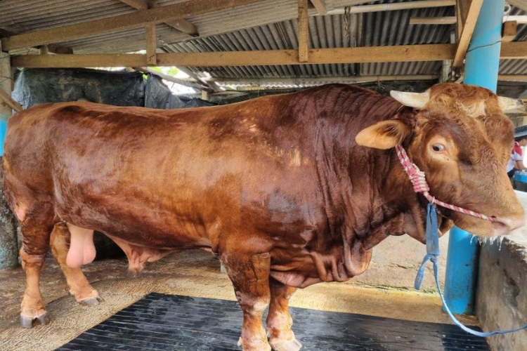 Catat Info Harga Sapi Menjelang Iduladha! Naik di Beberapa Wilayah, Mulai dari 18 Juta Sampai 40 Juta