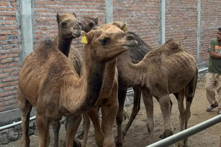 Viral! Budidaya Unta di Mojokerto, Kata Pemilik Bakal Jadi Alternatif Hewan Kurban Selain Sapi?