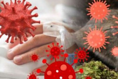 Hantavirus Mengancam Indonesia! Mengenal Bahaya Seoul Virus dan Cara Memutus Rantainya