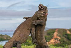 Resmi Ditangkap! Polda Jatim Sukses Ringkus Tersangka Pencurian Komodo dari Manggarai Barat ke Surabaya
