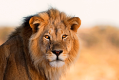 Arti Rising Lion, Bukan Istilah Biasa Ternyata Ada Kaitannya dengan Perang Timur Tengah, Digunakan Israel untuk Lancarkan Operasi