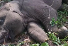 Anak Gajah Sumatera Mati Sudah Jadi Bangkai di TNTN Riau, Kapolda Langsung Turun Tangan Usut Dugaan Jerat Illegal
