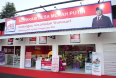 Perbedaan Tugas Manager KDKMP dan Tugas Manager Operasional KNMP, Pemerintah Buka Lowongan di Koperasi Desa Merah Putih dan Kampung Nelayan Merah Putih