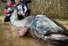 Heboh! Lele Raksasa 3 Meter Adu Duel Selama 50 Menit, Bikin Kontroversi Hingga Takjub