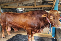 Catat Info Harga Sapi Menjelang Iduladha! Naik di Beberapa Wilayah, Mulai dari 18 Juta Sampai 40 Juta