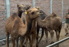 Viral! Budidaya Unta di Mojokerto, Kata Pemilik Bakal Jadi Alternatif Hewan Kurban Selain Sapi?